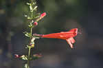 Scarlet calamint